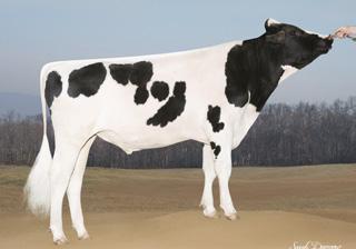 PREF$ +$384 Protein 48P 0.04% MABL$ +$159 Fat 68F 0.08% CFP 116 Prod. Life 6.30 72%R DPR 2.80 71%R SCS 2.80 HAUSA PTA 4/2018 PTAT 1.90 75%R TPI 2688 UDC 2.82 Foot & Leg Comp 1.32 Sire Calving Ease 5.