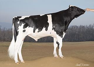 CRISweden Jedi x Day Dotteröverlevnad (PL) Bröstbredd +3 Robottjur! RENLY 1HO12460 BLUMENFELD JEDI RENLYET Born: 03/04/16 Reg.