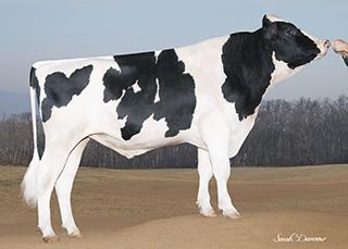MGS: AMIGHETTI NUMERO UNO TV TL TY MGD: COOP BOLIVER YOYOET VG85, VGMS, DOM 201 2x 365d 28,970m 3.7 1060f 3.2 937p lbs.