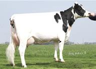 8% 67%R Sire Stillbirth 7.8% 75%R Daughter Stillbirth 5.9% 63%R Sire Fertility(SCR) +1.7 97%R HCR 2.0 72%R Storlek Lågställd Reslig 0.7 Kroppsst. Vek Stark 1.1 Kroppsdjup Grund Djup 0.