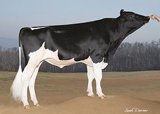01% CFP 157 Prod. Life 4.90 76%R DPR 0.40 76%R SCS 3.03 HAUSA PTA 4/2018 PTAT 1.77 77%R TPI 2597 UDC 1.48 Foot & Leg Comp 0.77 Sire Calving Ease 7.7% 91%R Daughter Calving Ease 5.