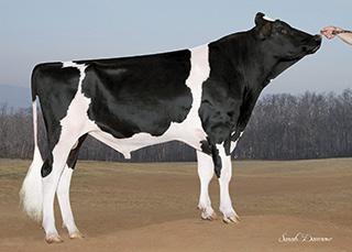 CRISweden $NMKung, Produktion & Typ, Welcome Galina familjen GENIUS 1HO11665 COOP RB MNTRS GENIUSET Born: 12/11/14 Reg.