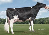 MGS: ROYLANE SOCRA ROBUSTET MGD: WELCOME GALINA CRIET GP84, VGMS 305 2x 365d 28,150m 3.5 987f 3.0 854p lbs.