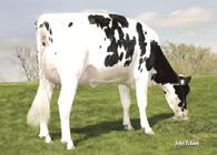CABL$ +$58 Milk 599M 79%R PREF$ +$219 Protein 34P 0.06% MABL$ +$152 Fat 57F 0.13% CFP 91 Prod. Life 6.90 74%R DPR 2.50 75%R SCS 2.52 HAUSA PTA 4/2018 PTAT 1.38 78%R TPI 2484 UDC 1.