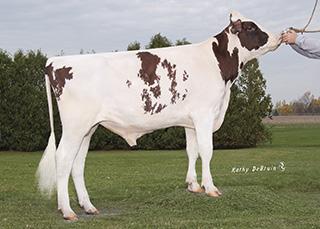 Style & Produktion Tango x Numero Uno Robottjur & Överlevnad 20180409 11:33 CRISweden FEISTY 1HO11629 MORNINGVIEW TANGO FEISTYET Born: 06/20/14 Reg.