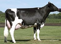 1169M 79%R PREF$ +$309 Protein 38P 0.01% MABL$ +$134 Fat 59F 0.05% CFP 97 Prod. Life 3.80 76%R DPR 2.50 74%R SCS 2.87 HAUSA PTA 4/2018 PTAT 1.75 78%R TPI 2431 UDC 1.76 Foot & Leg Comp 0.