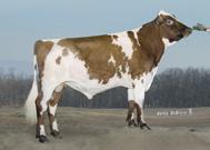 No: 12211591 PB DMS: 345234 aaa: 465 KappaCasein: AA Sire: Sammatin Valpas Dam: VISSERDALE SELENA 3 Born: 07/12/16 Reg.