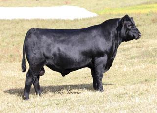 CRISweden 95: 71522 QUAKER HILL BIG DADDY 4W2 1AN01369 18025243 A reliable calving ease bull that ranks in the top of the breed for growth, ribeye area and $Weaning. His dam has over 10 sons in A.I. studs and records an excellent production record of BR 3@92, WR 3@109, YR 3@114, IMF 14@106, REA 14@104 with seven daughter maintaining a combined WR of 12@111.