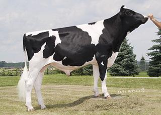 CRISweden Mogul x Super Produktion & Typ PL & Fertilitet PLATINUM 1HO11096 MYRMATT MOGUL PLATINUM Born: 01/27/13 Reg.