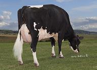 02% MABL$ +$0 Fat 88F 0.08% CFP 149 Prod. Life 4.40 88%R DPR 0.5 92%R Daughters 1481 Herds 329 SCS 2.72 HAUSA PTA 4/2018 PTAT 1.9 93%R TPI 2597 UDC 1.62 Foot & Leg Comp 1.