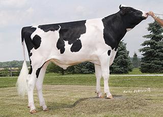 CRISweden Allarounder! Topp produktion Bröstbredd +5 Kvigtjur! 20180409 11:24 PRINCETON 1HO11881 COOP PRINCETONET Born: 04/21/13 Reg.