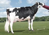 MGS: COYNEFARMS PLANET DOLCEET MGD: MS MP ONWARD POLLYET GP83 Recessives: TC TD TL TP TV TY Dam: Ms MP Dolce PrudenceET ShowType 91904 97527 Fett och Protein förbättrare Kvigtjur & Benspecialist ICC$
