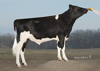 9 86%R Daughters 355 Herds 106 SCS 2.77 GP83 Maternal Sister: Coop Grft Prudence HAUSA 7162ETPTA 4/2018 PTAT 1.70 90%R TPI 2561 UDC 1.72 Foot & Leg Comp 0.24 Daughters 59 Herds 18 Sire Calving Ease 6.