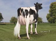 9 85%R FE 252 FI 5 PregCheck 102 99%R CDN 4/2018 Body Condition Score 95 Mastitis Resistance 104 Milking Speed 104 Milking Temperament 103 Storlek Lågställd Reslig 0.6 Kroppsst. Vek Stark 0.