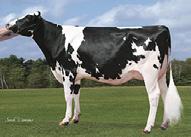 1% 94%R Sire Fertility(SCR) +2.5 99%R Storlek Lågställd Reslig 1.5 Kroppsst. Vek Stark 0.6 Kroppsdjup Grund Djup 0.6 Mjölkprägel Tät Öppna revb 1.1 Korslutning Hög Sluttande 0.