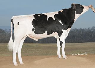 CRISweden Mogul x Freddie Styrka & Överlevnad Ben & Juver Bröstbredd +6 MAGNATE 20180409 11:34 1HO11097 UNITEDPRIDE MOGUL MAGNATE Born: 02/07/13 Reg.