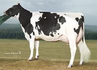 MGS: BADGERBLUFF FANNY FREDDIE MGD: UNITEDPRIDE ALI 2620 VG88, EXMS, DOM 301 3x 365d 35,580m 3.7 1331f 3.2 1156p lbs.