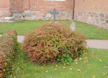Järnek är normalt härdig till zon 2 och orangeberberis skulle förmodligen också ha svårt att klara sig i Uppland.