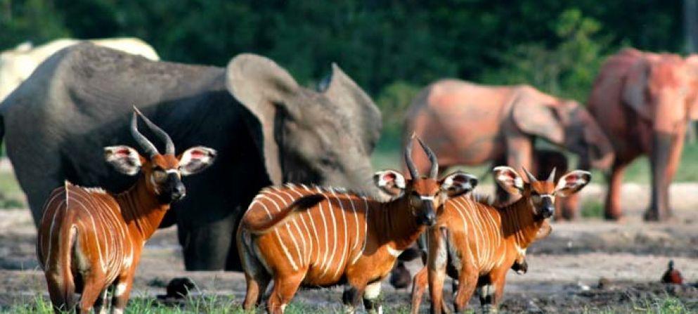 JAKTOMRÅDE JAKTOMRÅDE Regnskogen i Kamerun I regnskogen i den sydliga delen av Cameroun har Mayo Oldiri Safaris hela fyra koncessioner som täcker en areal på 600.000 ha.