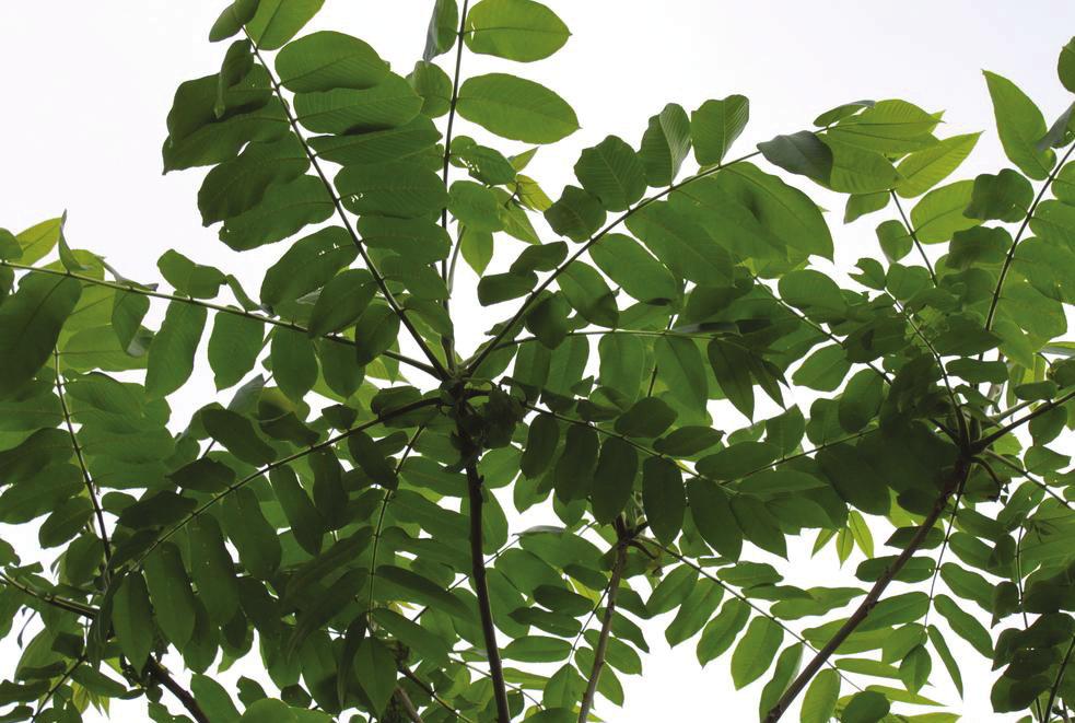 silverlönn AESCULUS CARNEA BRIOTI Rödbladig hästkastanj AMELANCHIER X