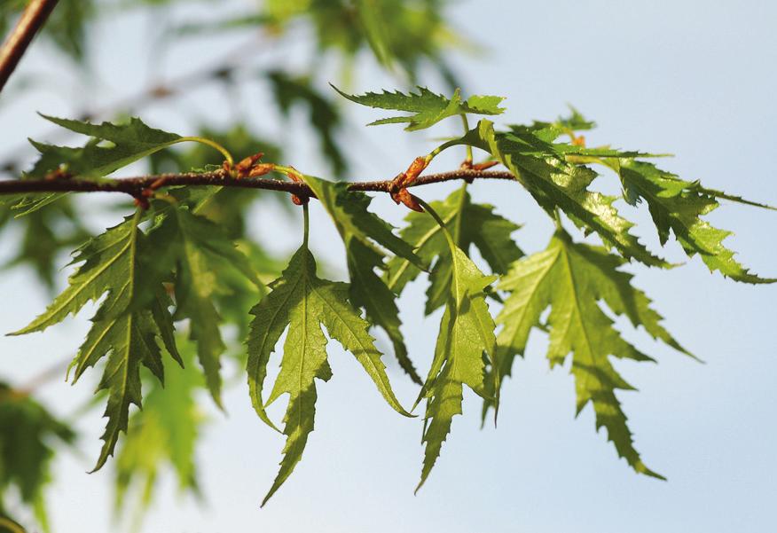 Kopparhäggmispel BETULA ALBOSINENSIS VAR.