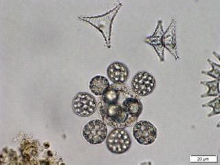 Rönne å - Vattenkontroll 217 Plankton I Ringsjön har plankton undersökts under apriloktober. Den högsta medelbiomassan av växtplankton 217 uppmättes i Västra Ringsjön (,6 mg/l).