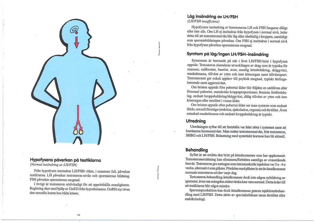 Hypofysens påverkan på testiklarna Normal insöndring av LH/FSH Från hypofysen insöndras hormonerna LH och FSH vilket, i mannens fall, påverkar testiklarna.