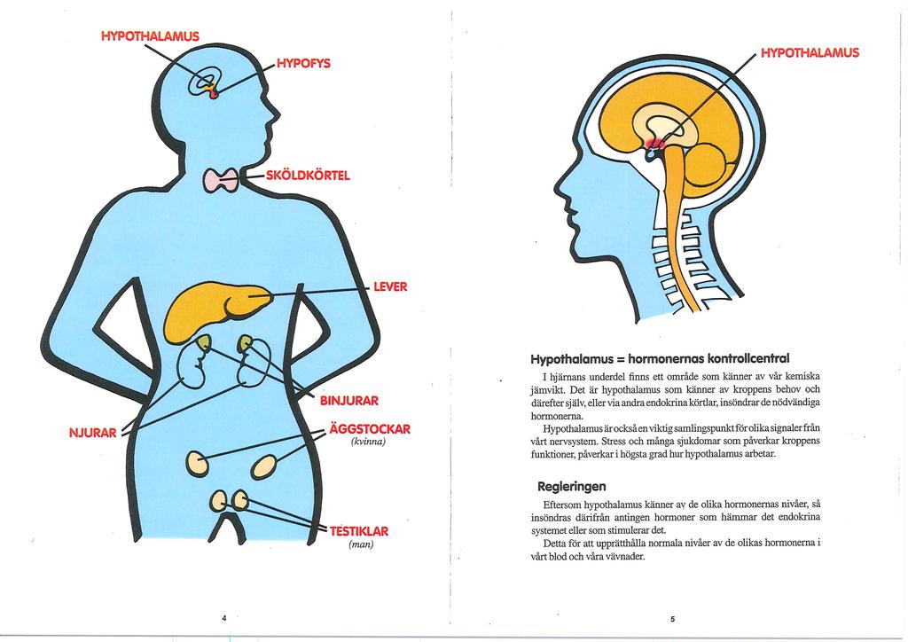 HYPOTALAMUS Hypotalamus hormonernas kontrollcentral I hjärnans underdel, strax ovanför hypofysen och synnerverna, finns ett område som kallas hypotalamus.