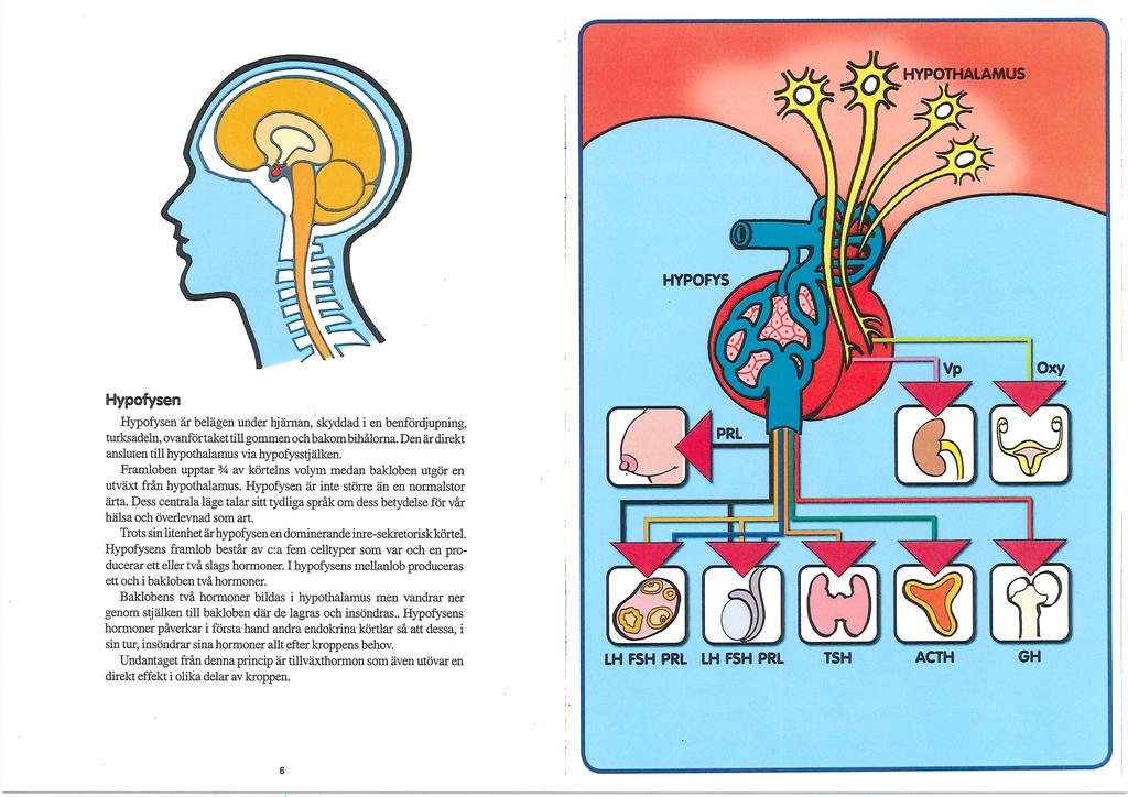 Hypofysen Hypofysen är belägen under hjärnan, ovanför taket till gommen och bakom bihålorna. Den är direkt ansluten till hypotalamus via hypofysstjälken.
