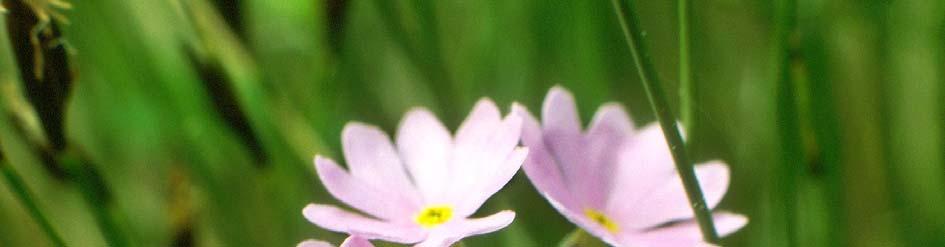 Inventering av Östergötlands kärlväxter Föreningen Östergötlands Flora är nu bildad och alla som vill kan bli medlemmar genom att erlägga medlemsavgiften på 50 kr till plusgirokonto: 601989-7.