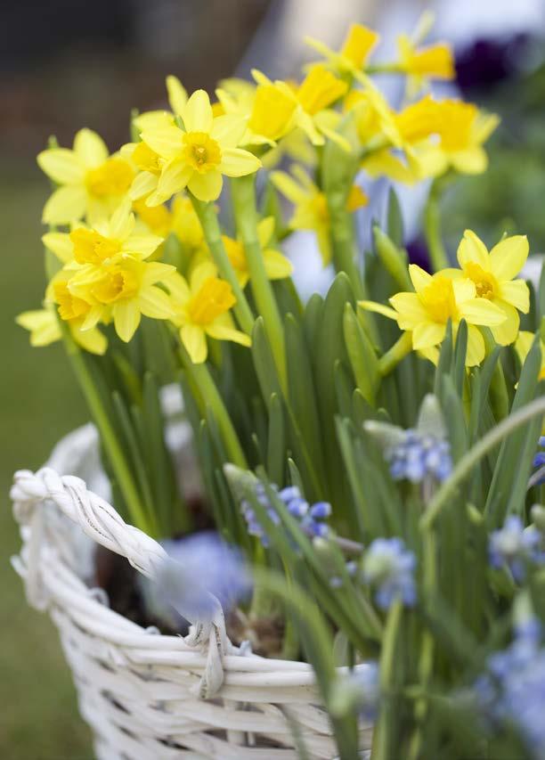 Lev livet lite grönare 3 FÖR 60:- PÅSKLILJA Småblommig Tete-â-tete. Ord.