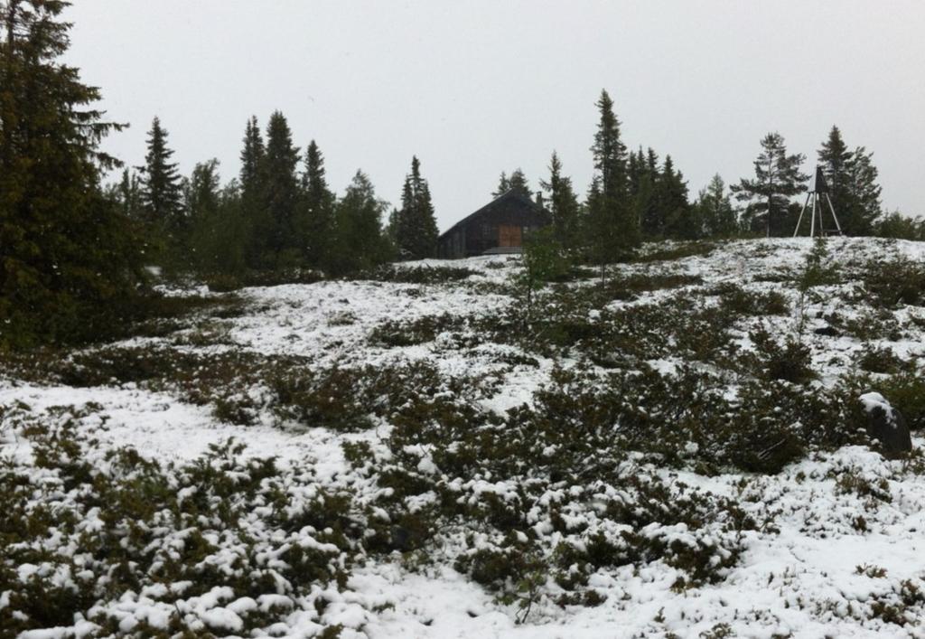 Myltmyrarna som har lyst vita av myltblommor, förvandlades vita av snö. Allting har sin fördel och fördelen med denna midsommarhelg är att det har varit helt myggfritt.