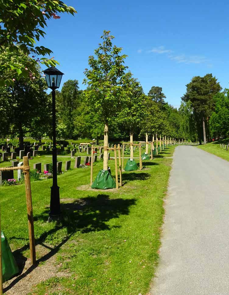 FOTO: Gustavsbergs kyrka, Stockholm I en parkmiljö där jorden är så pass bra att man bedömer att den inte behöver bytas i hela planteringsgropen är Hekla Rotkudde ett bra alternativ för att