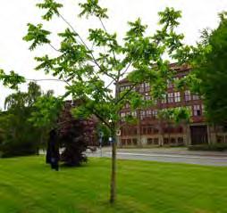 Oavsett om ett träd står i en hårdgjord yta eller i parkmark, har tillgången på syre och vatten avgörande betydelse för trädets etablering.