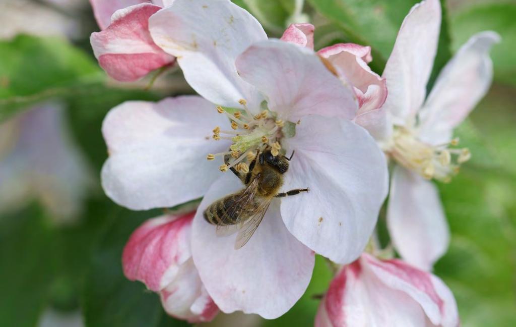 Ekopedagogik för ekorättsaktivism Naturens rättigheter