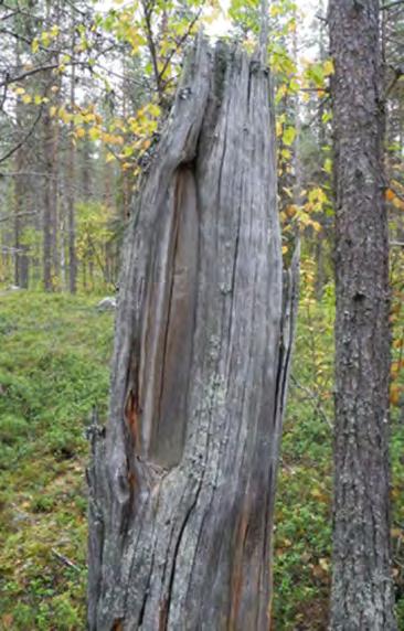 Bild 6. Barktäkt i torrfura. Bild 7. Satu i en getartall. Bild 8. Vesa och Erik vid en härd.
