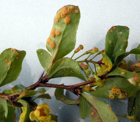Svartrost Värdväxlar med berberis, lag utrota berberis Sverige 1918-1994