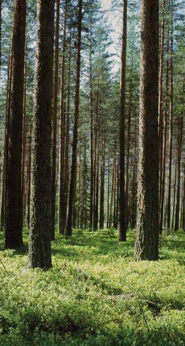 Vi finns här för dig och din skog! Funderar du på att avverka eller göra andra åtgärder i din skog?