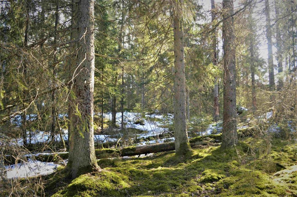 Skog i huggningsklasserna S1/S2 ca 1 000 m3sk. Jakträtt. Pris: 795 000 kr eller högstbjudande.