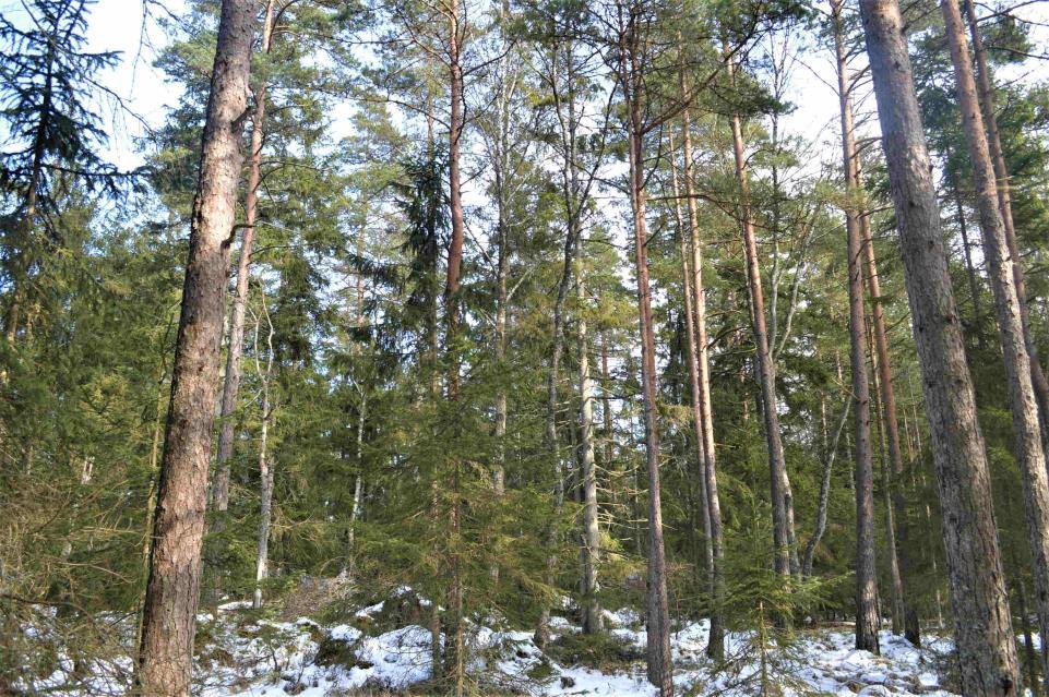 Skogsmark ca 8,8 ha med virkesförråd om ca 1 390 m3sk. Huvudsakligen granskog. Bonitet 6,1 m3sk/ha.