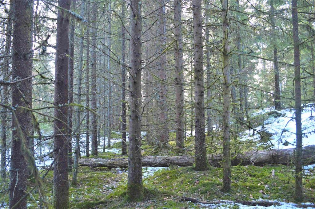 Skog och Mark Skogsmark Enligt skogsbruksplanen är den produktiva skogsarealen 8,8 ha med ett beräknat virkesförråd om 1 397 m3sk 2017. Bonitet 6,1 m3sk/ha och år.