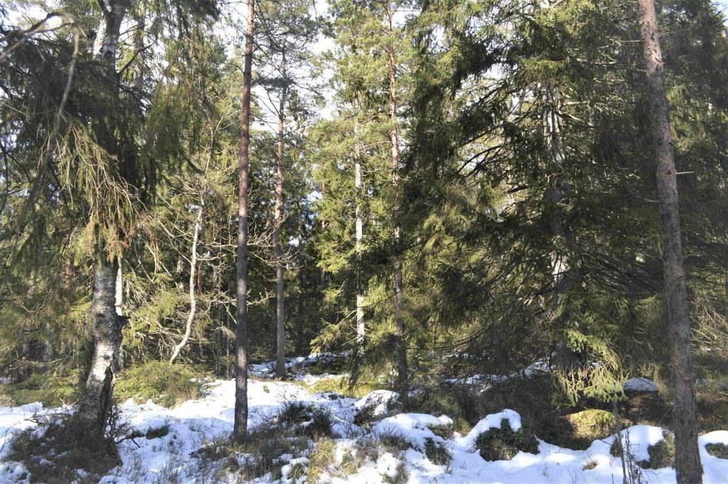 Övrigt Natur och kultur Ingen nyckelbiotop finns registrerad på fastigheten. Delar av området berörs av sumpskog. Källa: Skogens Pärlor, Skogsstyrelsen.