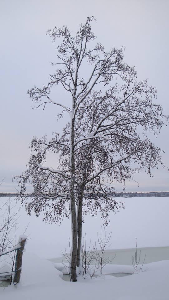 ÅR 2017 NR 4 Stöd Skelleftesjukans