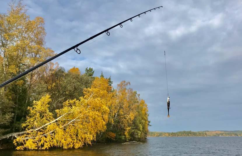 Svenskt fritidsfiske och fisketurism 2020 Så utvecklar vi svenskt fritidsfiske och fisketurism Årsrapport 2017 Rapporten fokuserar på den nationella fritidsfiskestrategins mål för kompetens-,