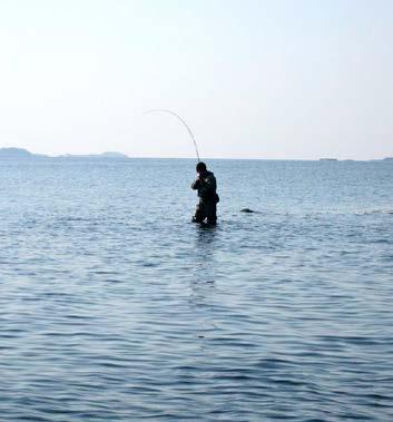 Det stora intresset medför både möjligheter och utmaningar i form av landsbygdsutveckling genom fisketurism och miljö- och beståndspåverkan genom fiske.
