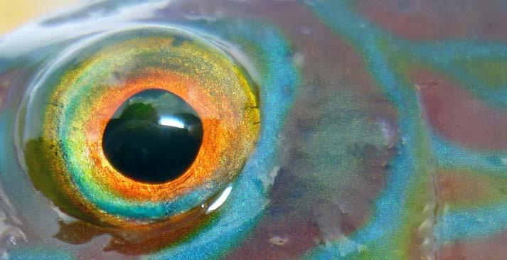 Om Institutionen för akvatiska resurser, SLU Aqua Institutionen för akvatiska resurser, SLU Aqua, utvecklar biologisk rådgivning för ett hållbart nyttjande av de akvatiska resurserna i våra hav och