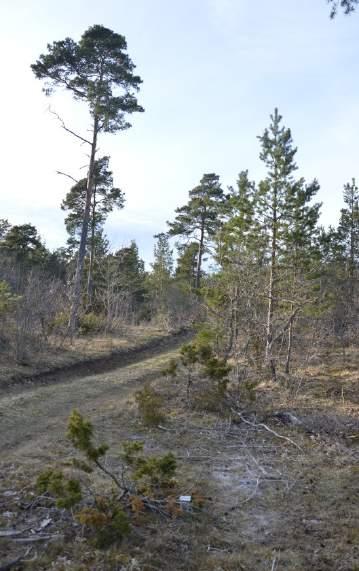 Strukturgeologiska förhållanden såsom förekomst av vattenförande sprick- och krosszoner har undersökts med geofysiska mätningar på markytan med VLF-instrument (Figur 11).