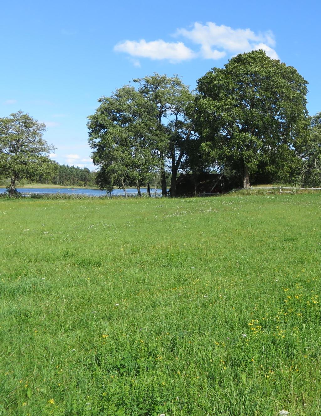 Långasjö