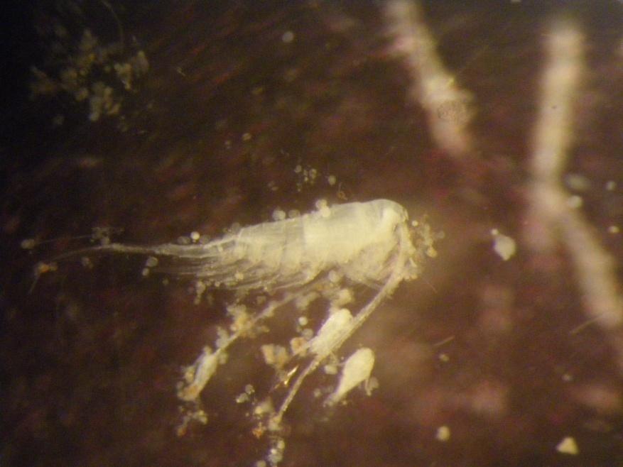 Limnocalanus macrurus. Foto Elisabeth Lundkvist, Calluna AB. 2 Materiel och metoder 2.