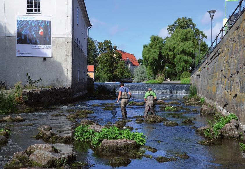 Art 2005 2006 2008 2009 2010 2011 2013 2014 Abborre 1 3 3 4 2 4 6 1 Benlöja 2 0 0 1 0 6 10 1 Björkna 0 0 0 8 0 19 4 36 Gädda 1 10 0 0 1 2 1 3 Id 0 0 0 0 0 0 20 1 Lake 3 7 1 5 3 1 1 0 Mört 15 9 9 113